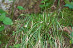 Longstalk sedge